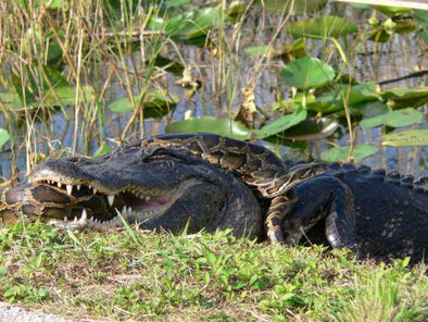 Pythons Devastate Florida Everglades